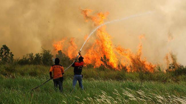 Di Februari, Karhutla Terjadi di Riau dan Aceh, Ini Penjelasan BNPB RI